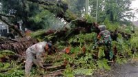 Babinsa Kodim Manado Bersama Aparat Terkait Evakuasi Pohon Tumbang di Tengah Jalan