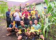 Wujudkan Ketahanan Pangan Pomdam XIII/Merdeka Panen Jagung