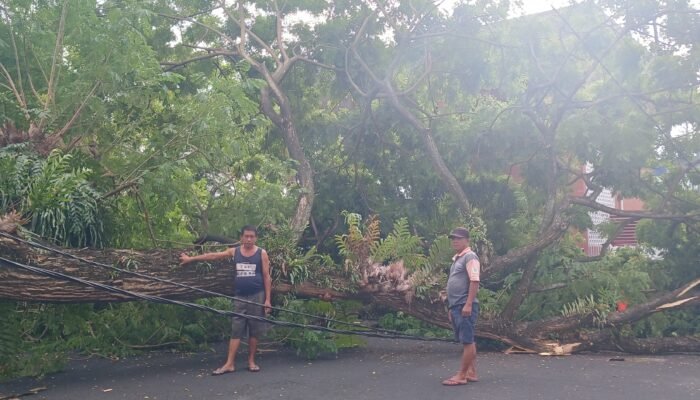 Akar Sudah Lapuk, Pohon Akasia Berukuran Besar Tumbang di Jalan Arah Pelabuhan Manado