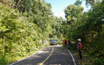 Cuaca Ekstrem Landa Sangihe, Jaringan Listrik Terputus Akibat Pohon Tumbang