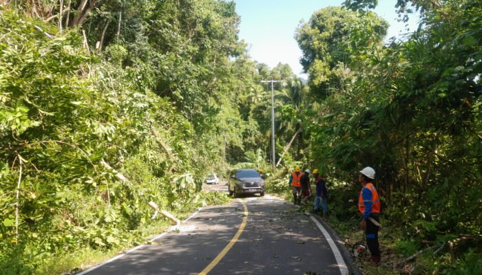 Cuaca Ekstrem Landa Sangihe, Jaringan Listrik Terputus Akibat Pohon Tumbang